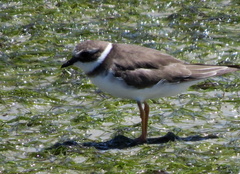 Charadrius hiaticula tundrae