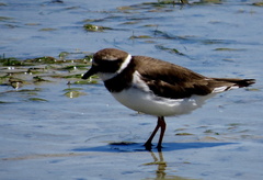 Charadrius hiaticula tundrae