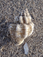 Cantharus tranquebaricus