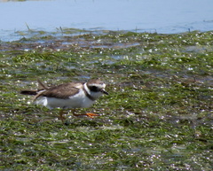 Charadrius hiaticula tundrae