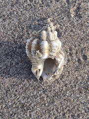 Cantharus tranquebaricus