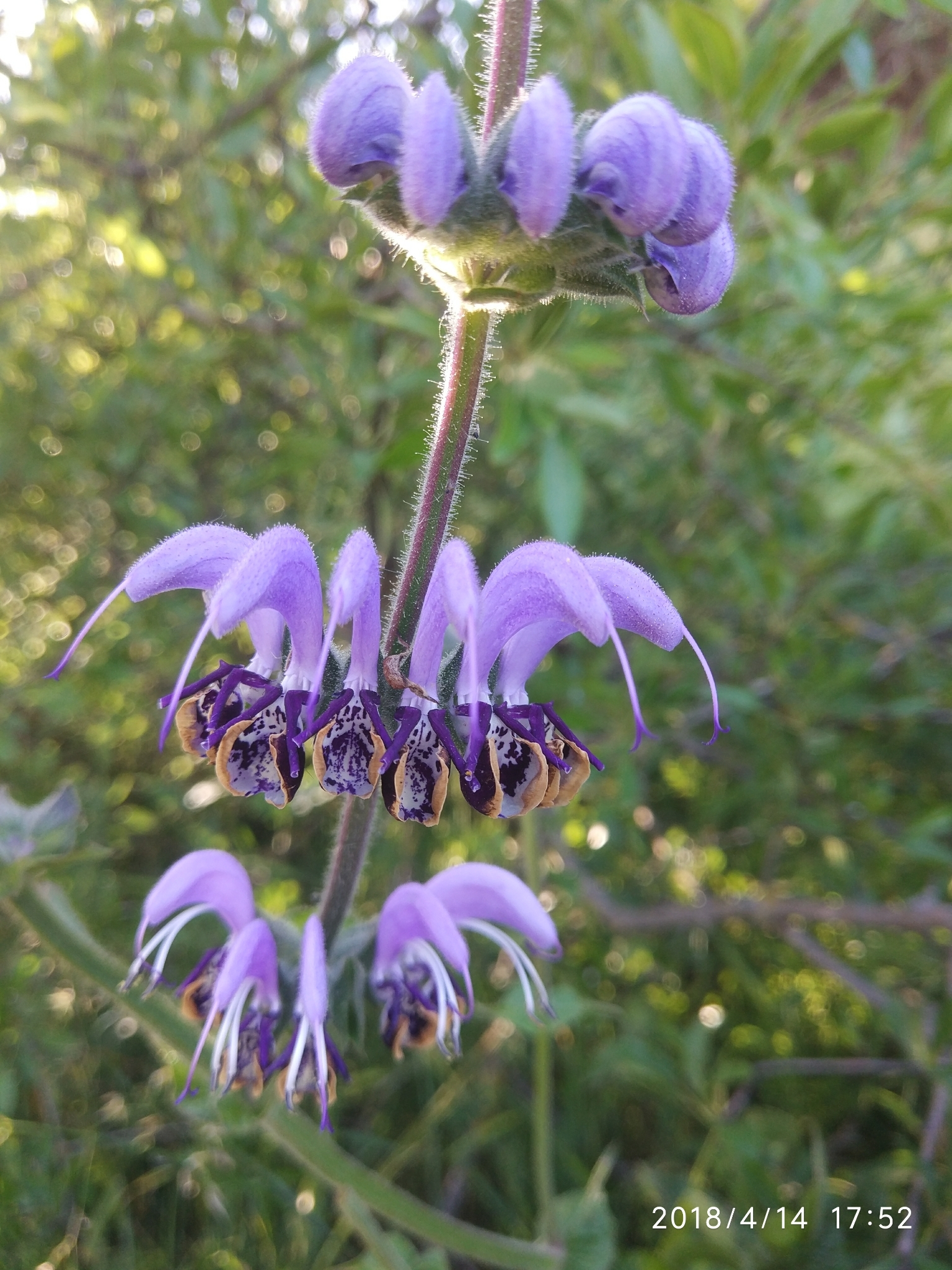 Salvia indica