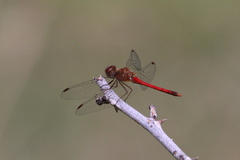 Sympetrum vicinum