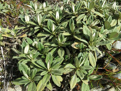 Brachyglottis revoluta