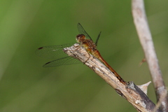 Sympetrum vicinum