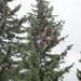 Engelmann Spruce - Photo (c) Neil Frakes, some rights reserved (CC BY-NC), uploaded by Neil Frakes