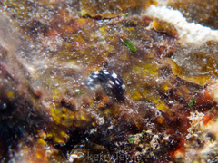 Nerita tessellata