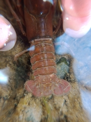 Pacifastacus leniusculus