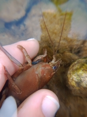 Pacifastacus leniusculus