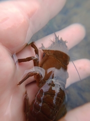 Pacifastacus leniusculus