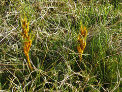 Aciphylla pinnatifida