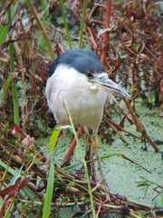Nycticorax nycticorax