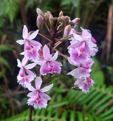 Epidendrum calanthum