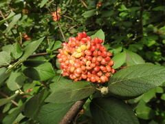 Viburnum × rhytidophylloides