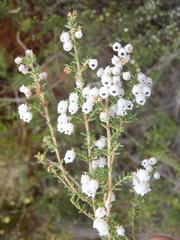 Erica formosa