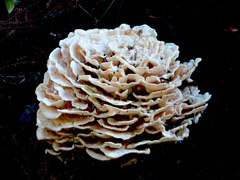 Climacodon dubitativus