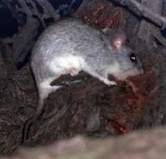 Thallomys nigricauda