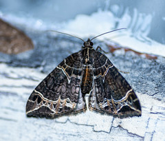 Ecliptopera dentifera