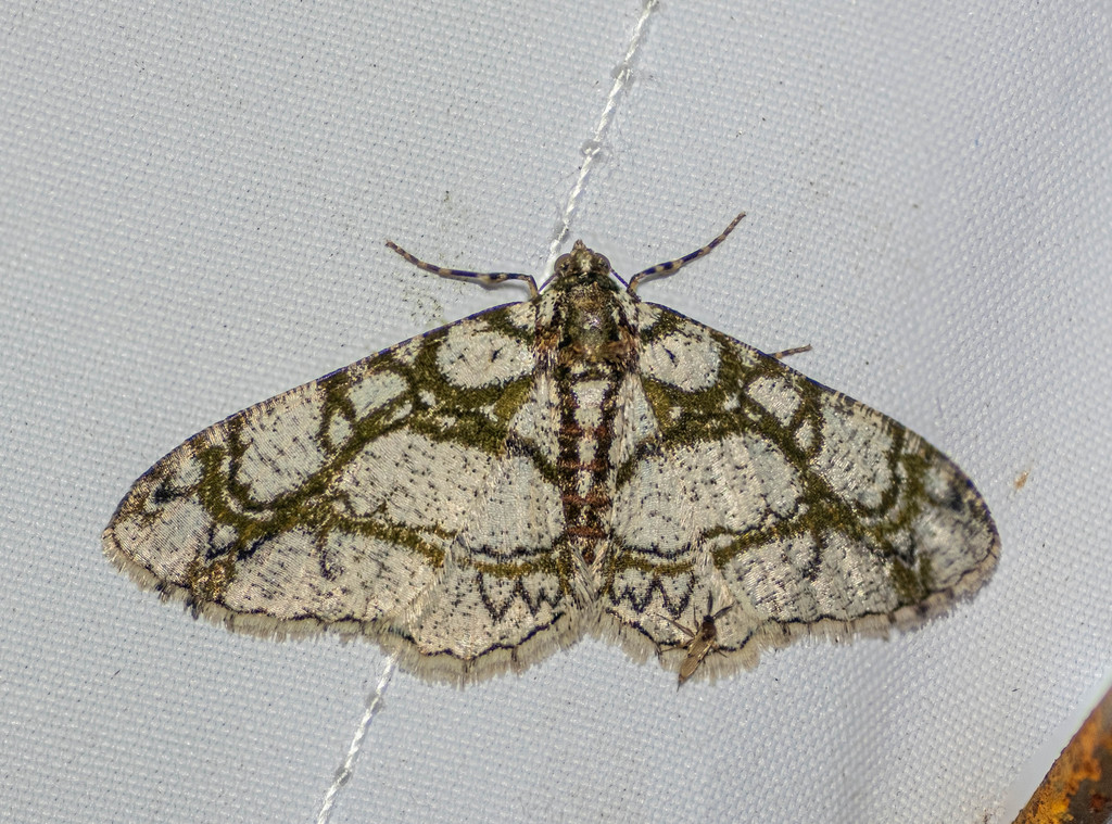 Myrioblephara marmorata