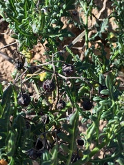 Solanum pinnatum