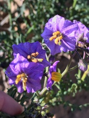 Solanum pinnatum