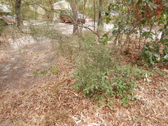 Jacksonia thesioides