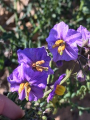 Solanum pinnatum