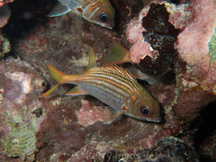 Neoniphon vexillarium