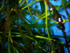 Potamogeton pusillus pusillus