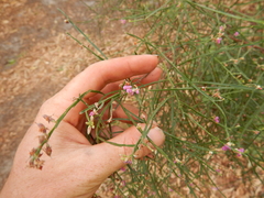 Jacksonia thesioides