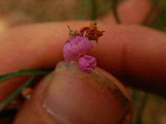 Jacksonia thesioides