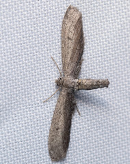 Glaucina erroraria