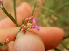 Jacksonia thesioides