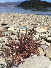 Epilobium melanocaulon