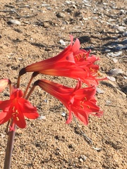 Zephyranthes phycelloides