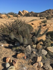 Trichocereus nigripilis