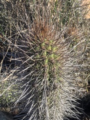Trichocereus nigripilis