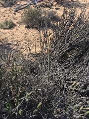 Zephyranthes phycelloides