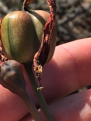 Zephyranthes phycelloides