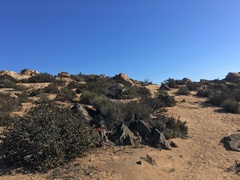 Zephyranthes phycelloides