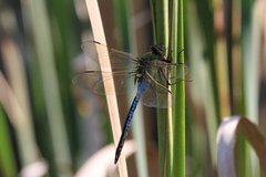Anax junius