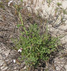 Pelargonium senecioides