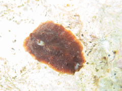Dolabrifera dolabrifera