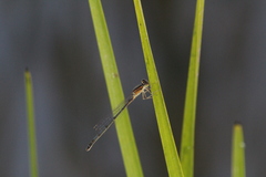 Ischnura verticalis