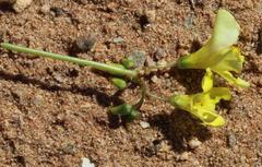 Oxalis pes-caprae pes-caprae