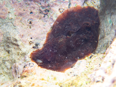 Dolabrifera dolabrifera