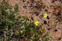 Oxalis pes-caprae pes-caprae