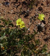 Oxalis pes-caprae pes-caprae