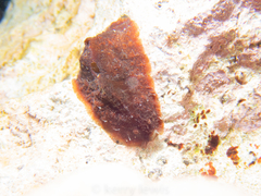 Dolabrifera dolabrifera