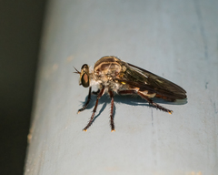 Heteropogon macerinus